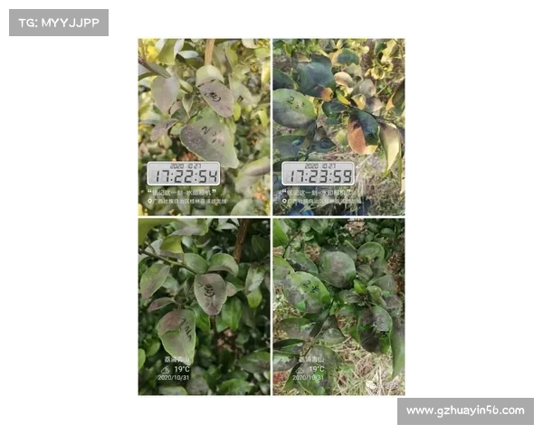 如何鉴别英冠赛事的真实性及防范常见的虚假信息和骗局